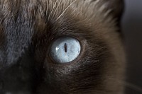 Ragdoll's eye closeup, cat image, free public domain CC0 photo.