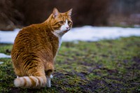 Cute ginger cat, animal image, free public domain CC0 photo.