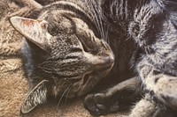 Cute tabby cat napping image, free public domain CC0 photo.