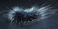 Furry caterpillars. Free public domain CC0 image.