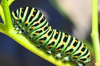 Caterpillar in nature. Free public domain CC0 photo.