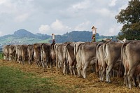 Cow, cattle, livestock animal, agriculture image. Free public domain CC0 photo.