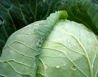 Cabbage, agricultural produce. Free public domain CC0 photo