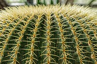 Golden barrel cactus background. Free public domain CC0 photo.