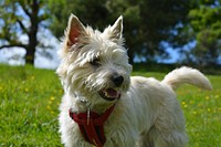 White furry dog with red scarf on grass field. Free public domain CC0 photo.