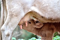 Mother cow nad baby calf. Free public domain CC0 photo.