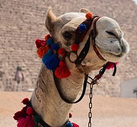 Camel in desert. Free public domain CC0 photo.