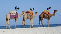 Camel in desert. Free public domain CC0 photo.