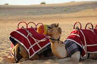 Camels rest on desert. Free public domain CC0 photo.