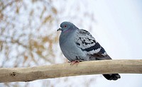 Pigeon bird, animal photo. Free public domain CC0 image.