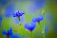 Blue cornflower background. Free public domain CC0 image.