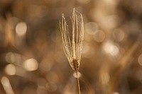 Agricultural wheat field. Free public domain CC0 photo.