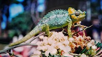 Iguana lizard. Free public domain CC0 image.