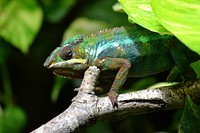 Iguana lizard. Free public domain CC0 image.