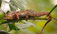 Chameleon. Free public domain CC0 image.