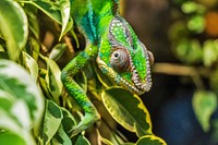 Iguana lizard. Free public domain CC0 image.