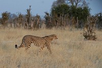 Walking cheetah, wildlife image. Free public domain CC0 photo.