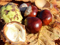Open chestnuts on ground. Free public domain CC0 image. 