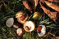 Closeup on chestnut in shell on grass. Free public domain CC0 photo.