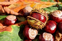 Closeup on pile of chestnuts in shell.Free public domain CC0 image. 