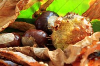 Fresh chestnuts. Free public domain CC0 photo.