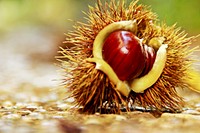 Closeup on open chestnut. Free public domain CC0 image. 