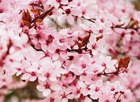 Pink cherry blossom. Free public domain CC0 image.