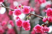 Plum blossom background. Free public domain CC0 image.