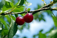 Cherries growing on tree. Free public domain CC0 image. 