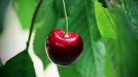 Closeup on red cherry growing on tree. Free public domain CC0 image.