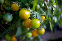 Closeup on cherry tomatoes growing on plant. Free public domain CC0 image.