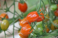 Tomatoes, vegetables. Free public domain CC0 image