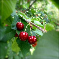 Cherries growing on tree. Free public domain CC0 image. 
