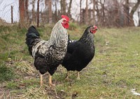 Black hen in the farm. Free public domain CC0 photo.