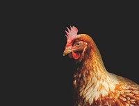 Hen, poultry industry. Free public domain CC0 photo.