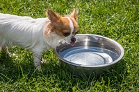 Chihuahua drinking water. Free public domain CC0 photo.