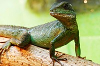 Iguana lizard. Free public domain CC0 image.