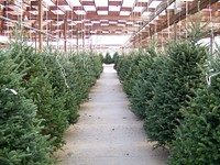 Empty Christmas tree shop. Free public domain CC0 photo.