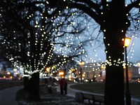 Decorative outdoor string lights hanging on tree. Free public domain CC0 image.