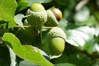 Closeup on green acorns in tree. Free public domain CC0 photo.