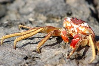Crab standing on a rock. Free public domain CC0 image.