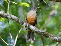Robin bird in tree. Free public domain CC0 image.