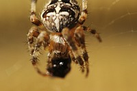 Spider in nature, animal photography. Free public domain CC0 image.