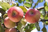 Closeup on red apple hanging on tree. Free public domain CC0 photo.