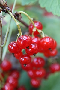 Closeup on red currant growing on bush. Free public domain CC0 photo.