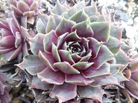 Succulent. Free public domain CC0 image.