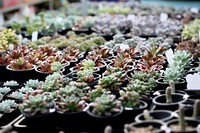 Succulent background. Free public domain CC0 photo.