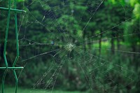 Spider web. Free public domain CC0 image.