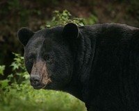 American black bear. Free public domain CC0 photo.
