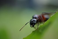 Ant photo. Free public domain CC0 image.